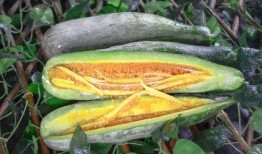 uki网红吃瓜,揭秘娱乐圈幕后真相